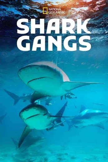 فيلم Shark Gangs 2021 مترجم اون لاين